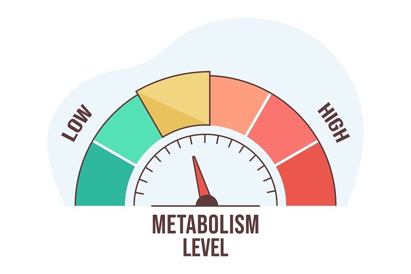 drinking alcohol slows metabolism